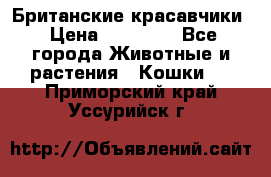 Британские красавчики › Цена ­ 35 000 - Все города Животные и растения » Кошки   . Приморский край,Уссурийск г.